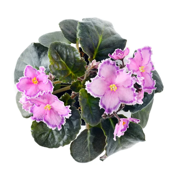 Rosa Violett Potten Isolerad Vit Bakgrund Ovanifrån — Stockfoto