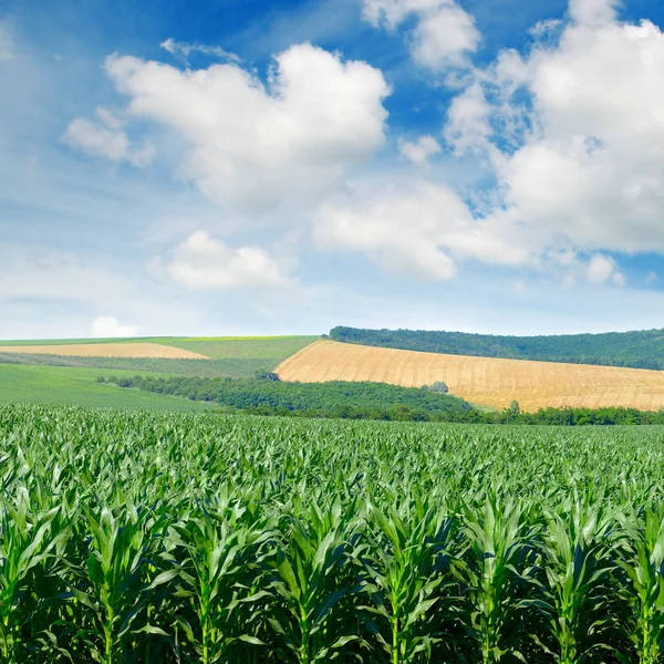 Majsfält Pittoreska Kullar Och Vita Moln Blå Himmel — Stockfoto