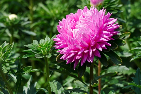 都市公園の花壇に明るいピンクのアスターの花 — ストック写真