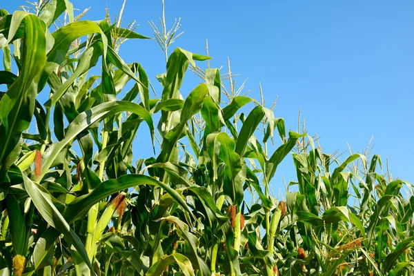 青い空を背景に新鮮なトウモロコシの茎 トウモロコシ畑 — ストック写真
