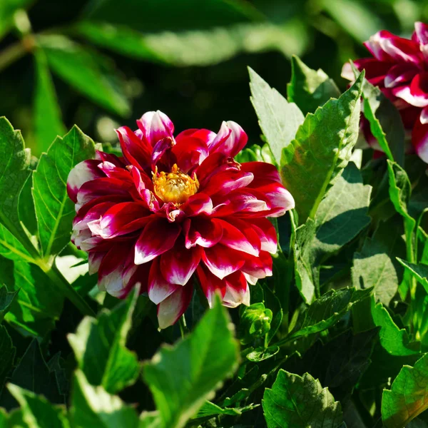 Rode Dahlia Flowerbed Zomer Park Focus Bloem Ondiepe Scherptediepte — Stockfoto