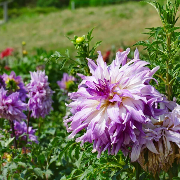 夏日公园花坛上的淡紫色大丽花 专注于花 场浅景深 — 图库照片