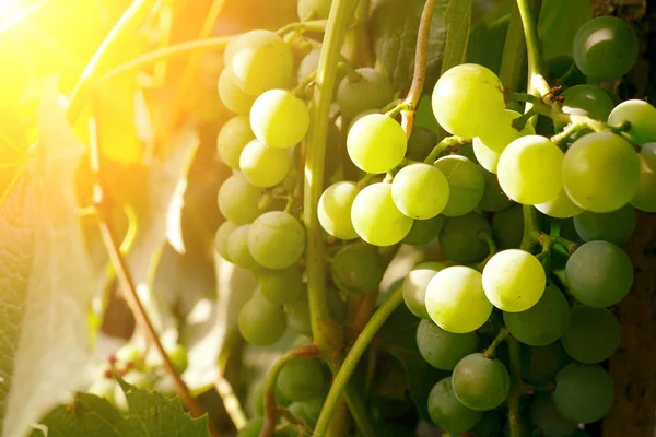 Bando Uvas Verdes Sob Luz Solar Brilhante — Fotografia de Stock