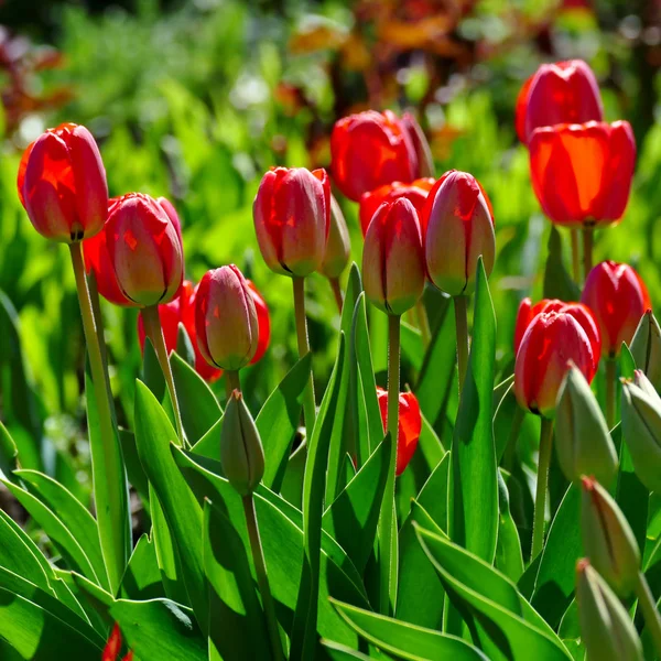 Tulipany Wiosna Jasne Kwiatowej Parku — Zdjęcie stockowe