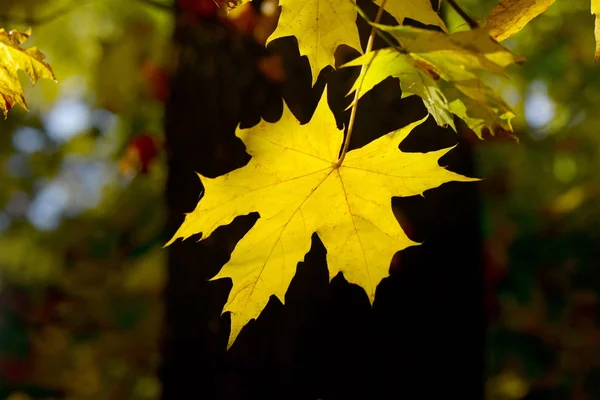 Koyu Arka Plan Üzerinde Sarı Sonbahar Yaprakları — Stok fotoğraf