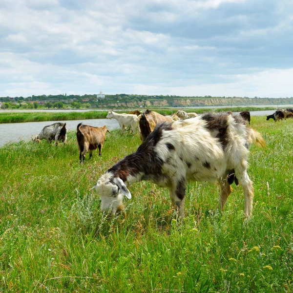 在大湖附近的牧场上放牧的成群结队的山羊和绵羊 — 图库照片