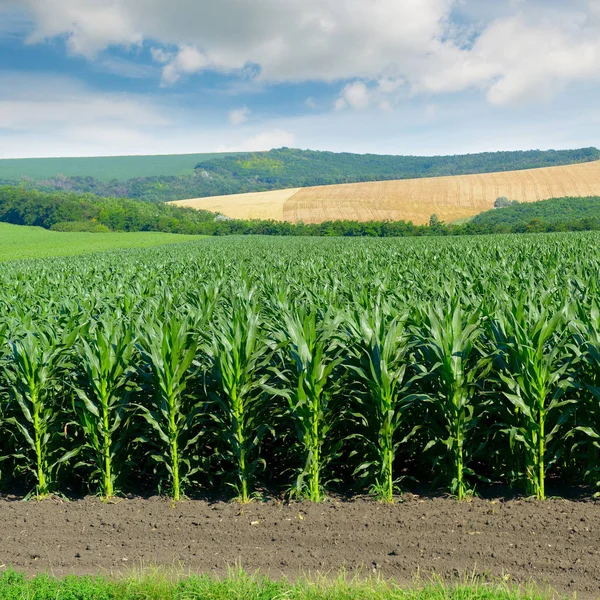 Maisfeld Den Malerischen Hügeln Und Weiße Wolken Himmel — Stockfoto