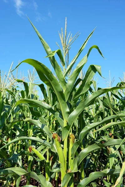 Fiatal Kukoricacsutka Ragyogó Kék Ellen Oldalnézet — Stock Fotó