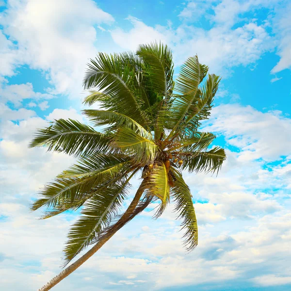 Palma Coco Fondo Cielo Azul Con Nubes Blancas — Foto de Stock