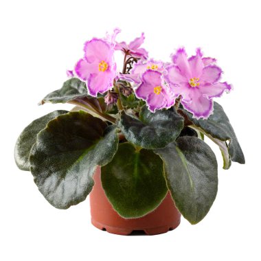Pink violet in flowerpot isolated on white background. clipart