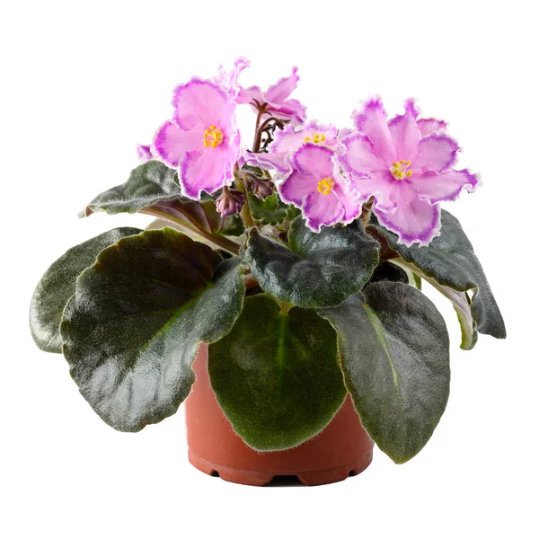 Rosa Violett Blumentopf Isoliert Auf Weißem Hintergrund — Stockfoto