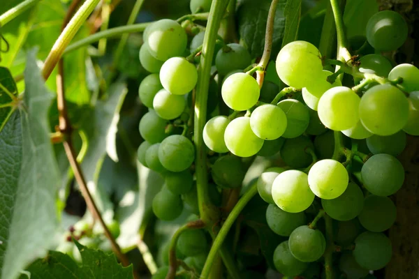 Bando Uvas Verdes Ramos — Fotografia de Stock