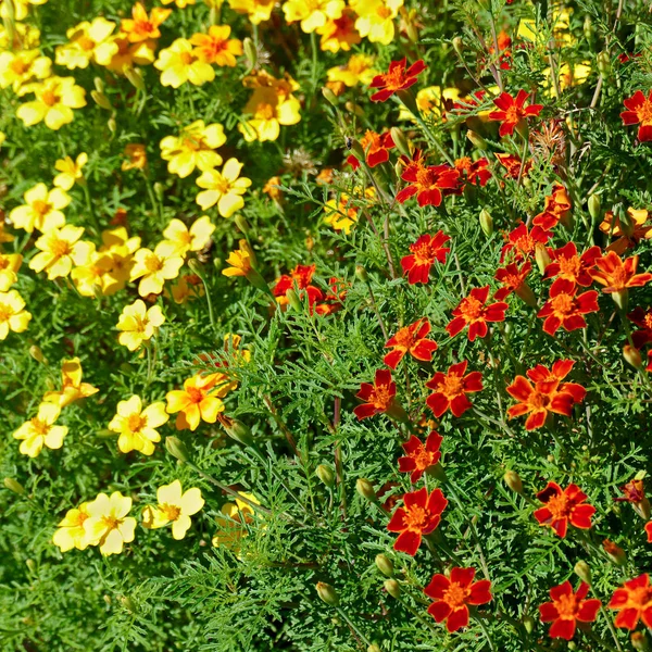 Flores Coloridas Brilhantes Calêndulas Fundo Floral Vista Superior — Fotografia de Stock
