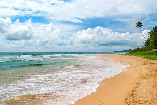 Ocean Beach. Sarı kum ve Hindistan cevizi hurma. Deniz manzarası.