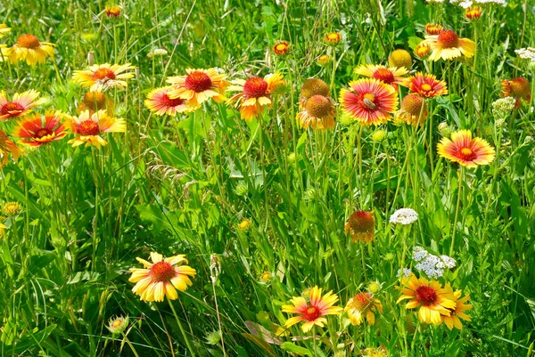 美しい黄色の花 芝生の上に太陽が点灯しています — ストック写真