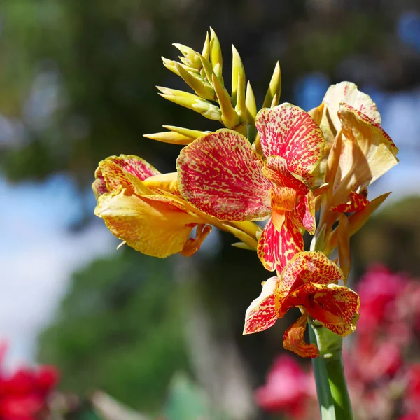 Herrliche Große Blume Canna Auf Hintergrund Blumenbeet — Stockfoto