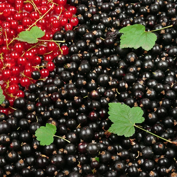 Svarta Och Röda Vinbär Med Gröna Blad Frukt Och Bärodlingar — Stockfoto
