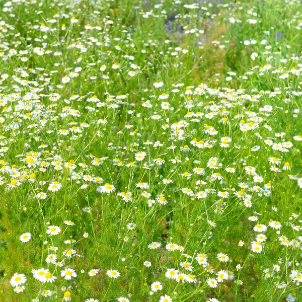 Margarida Branca Prado Primavera Fundo Flores — Fotografia de Stock