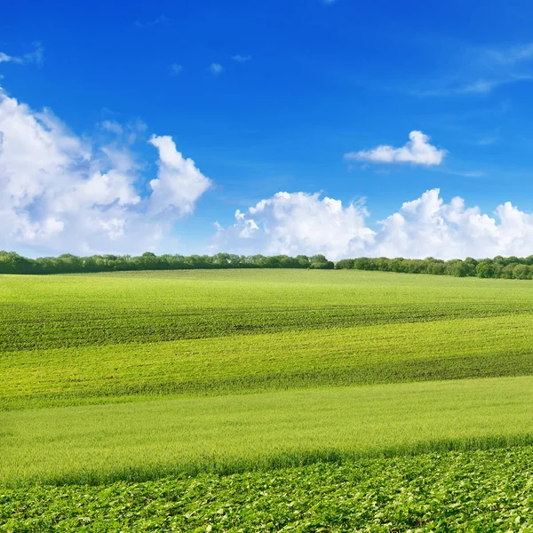 Malownicze Zielone Pole Różnych Upraw Rolnych — Zdjęcie stockowe
