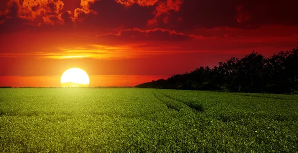 Яркий Живописный Восход Солнца Над Полем Гороха — стоковое фото