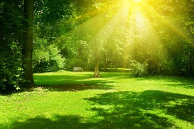 Parkta güneşli bir gün. Güneş ışınları yeşil çimenleri ve ağaçları aydınlatır..