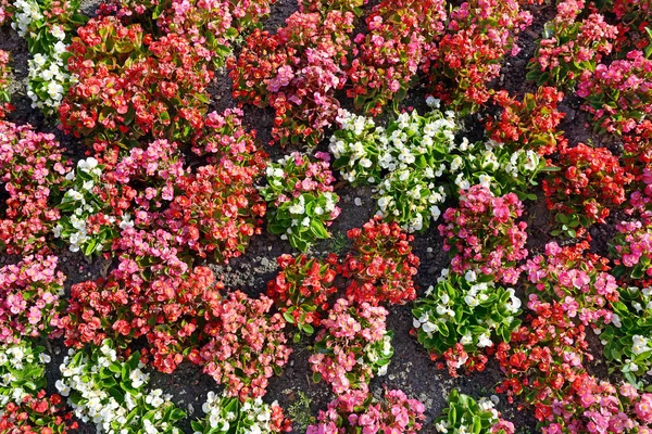Multicolored Flowers Flowerbed Floral Background Top View — Stock Photo, Image