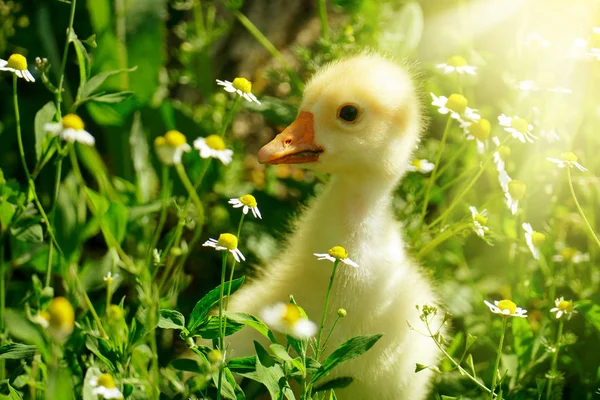 Petit Gosling Jaune Dans Les Fleurs Marguerite Éclairée Par Soleil — Photo