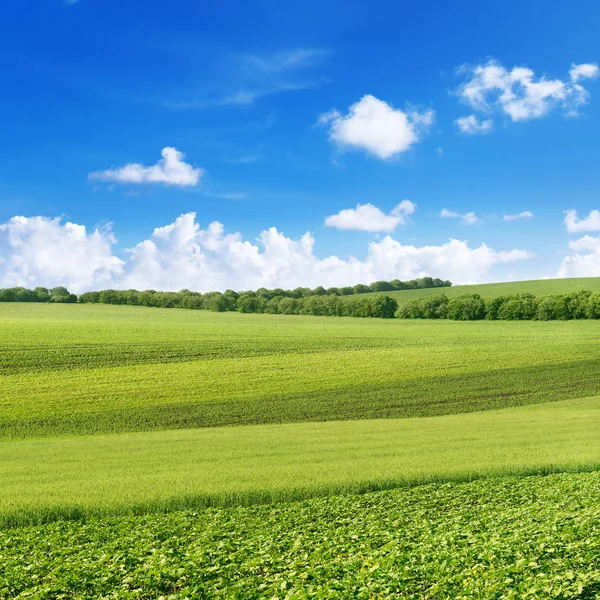 Malerisches Frühlingsfeld — Stockfoto