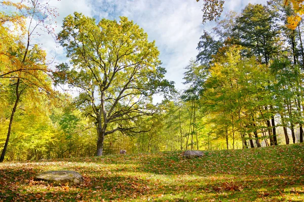 Paisajes otoñales en el bosque — Foto de Stock