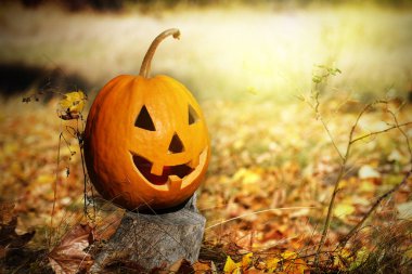 Cadılar Bayramı Balkabağı güdük ormandaki başı.