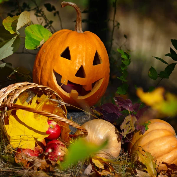 Halloween-Kürbis im Wald auf dunklem Hintergrund. — Stockfoto