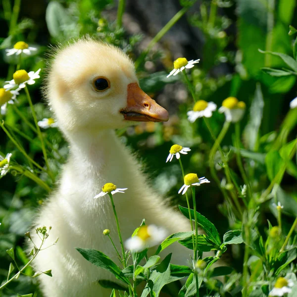 Petit gosling jaune dans l'herbe verte — Photo