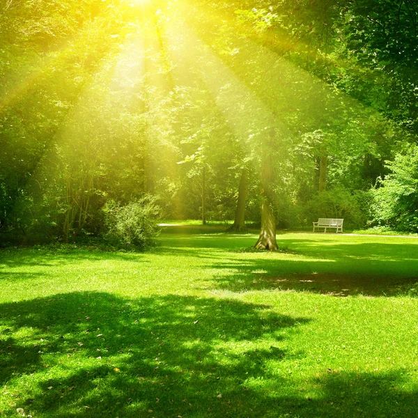 Luminosa giornata di sole nel parco. I raggi del sole illuminano l'erba verde — Foto Stock