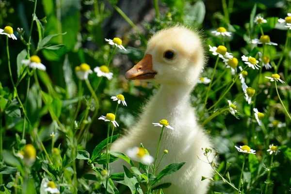 Petit gosling jaune dans l'herbe verte — Photo