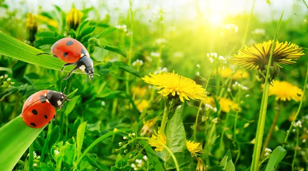 Lieveheersbeestje op een achtergrond van gras en lente bloemen. — Stockfoto