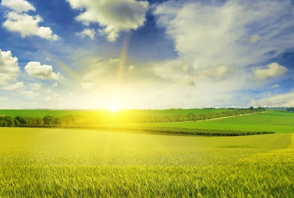 Krásný západ slunce na pšeničné pole — Stock fotografie