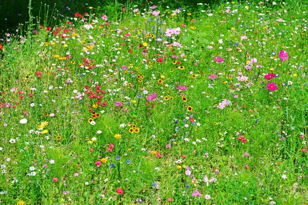 Achtergrond van de verscheidenheid van wilde bloemen. — Stockfoto