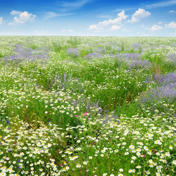 Malownicze pole pokryte trawą, lawenda, stokrotki — Zdjęcie stockowe