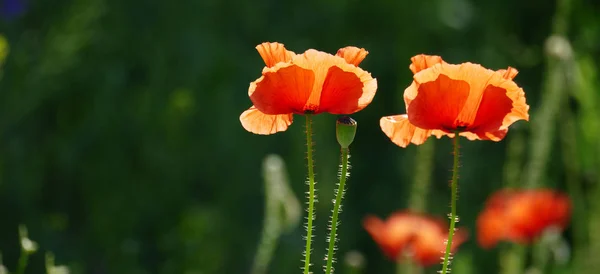 Papaveri rossi alla luce del sole — Foto Stock