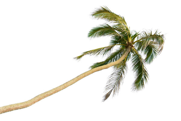 Tilted tall coconut palm isolated on white