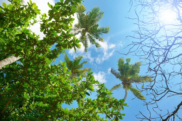 Branches of palm tree against beautiful blue sky — Stock Photo, Image