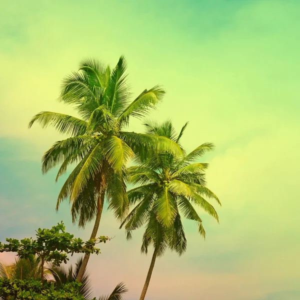 Toned tropical palm trees on sunny fantastic sky. Effect of filt — Stock Photo, Image