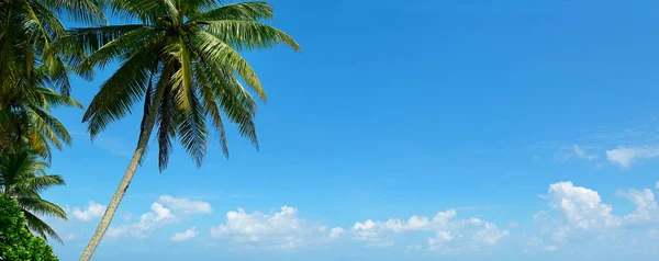 Palmeira contra o belo céu azul — Fotografia de Stock