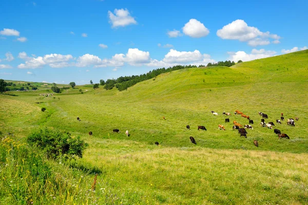 Pequeno rebanho de vacas em declive de colina pitoresca com grama verde — Fotografia de Stock