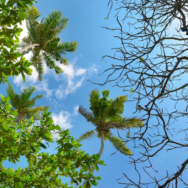 Zweige der Palme auf dem Hintergrund schöner Himmel — Stockfoto