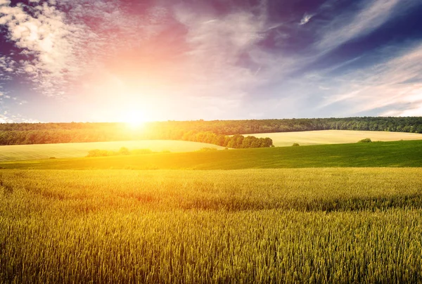 Campo de trigo, cielo azul y amanecer en estilo retro . — Foto de Stock