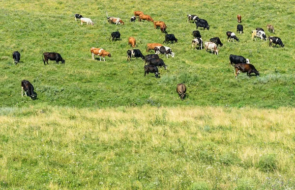 Vacas de rebanho pastam em pasto de primavera verde . — Fotografia de Stock