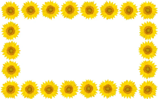 Каркас квітів соняшнику на ізольованому білому тлі. Переглянути fr — стокове фото
