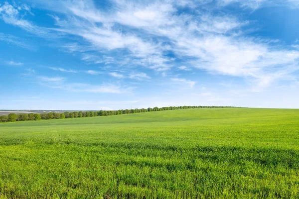 Champ de blé de printemps vert et ciel bleu avec des nuages blancs . — Photo