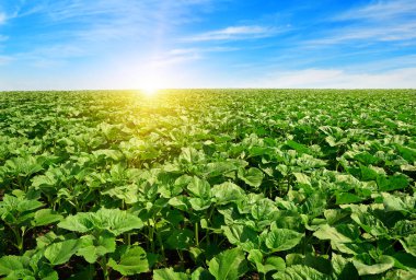 Ayçiçeği alanın üzerinde gündoğumu